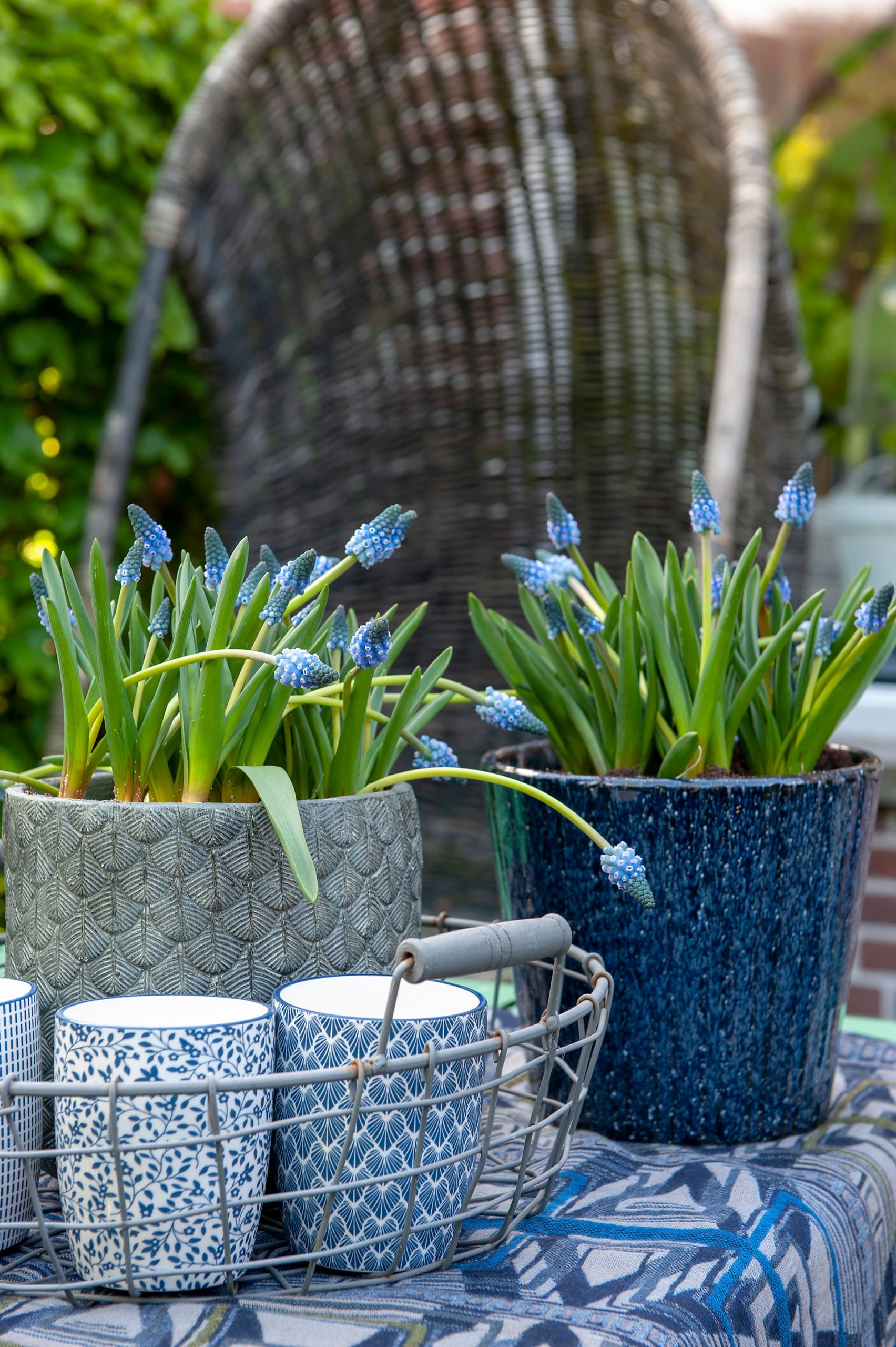 A flower bulb garden on a balcony or patio