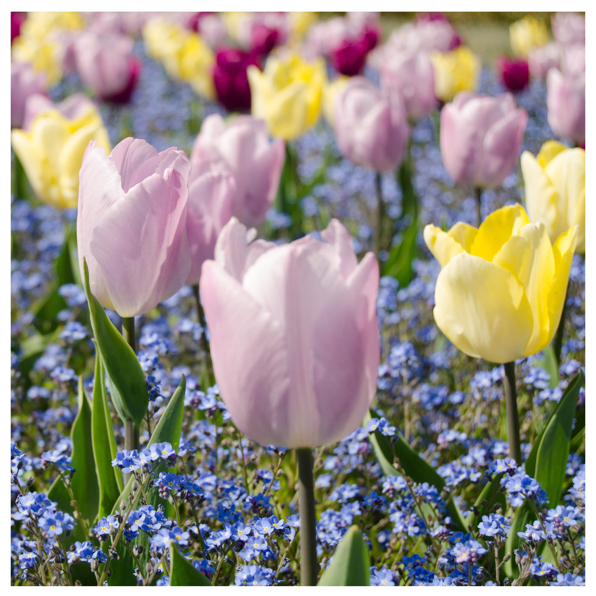 Tulips