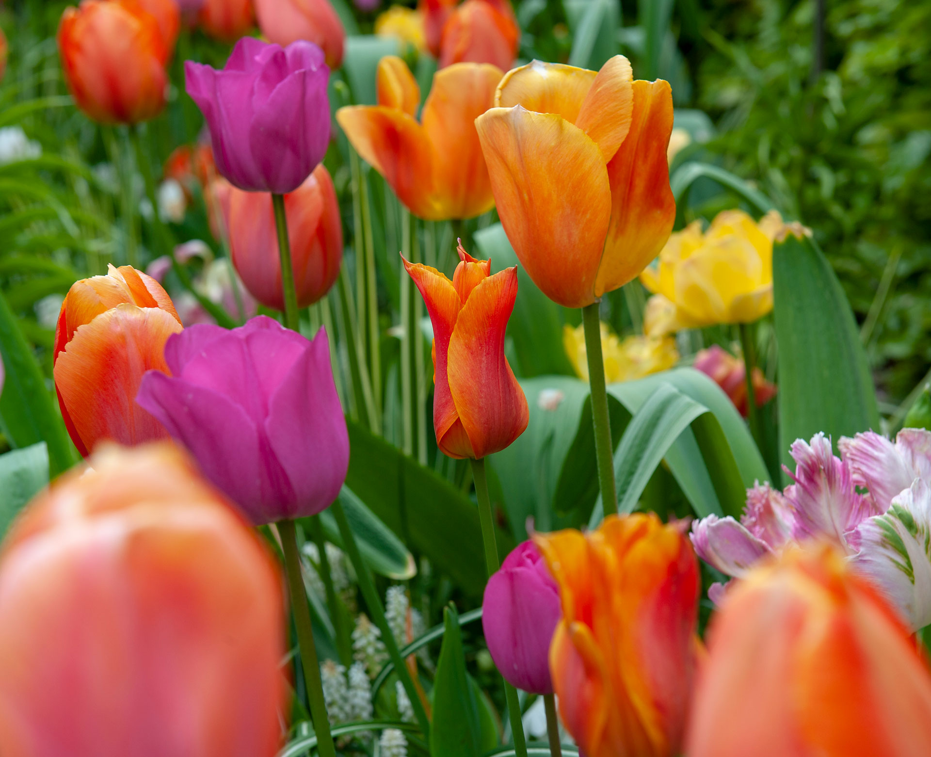 Tulips: creating colorful gardens for centuries