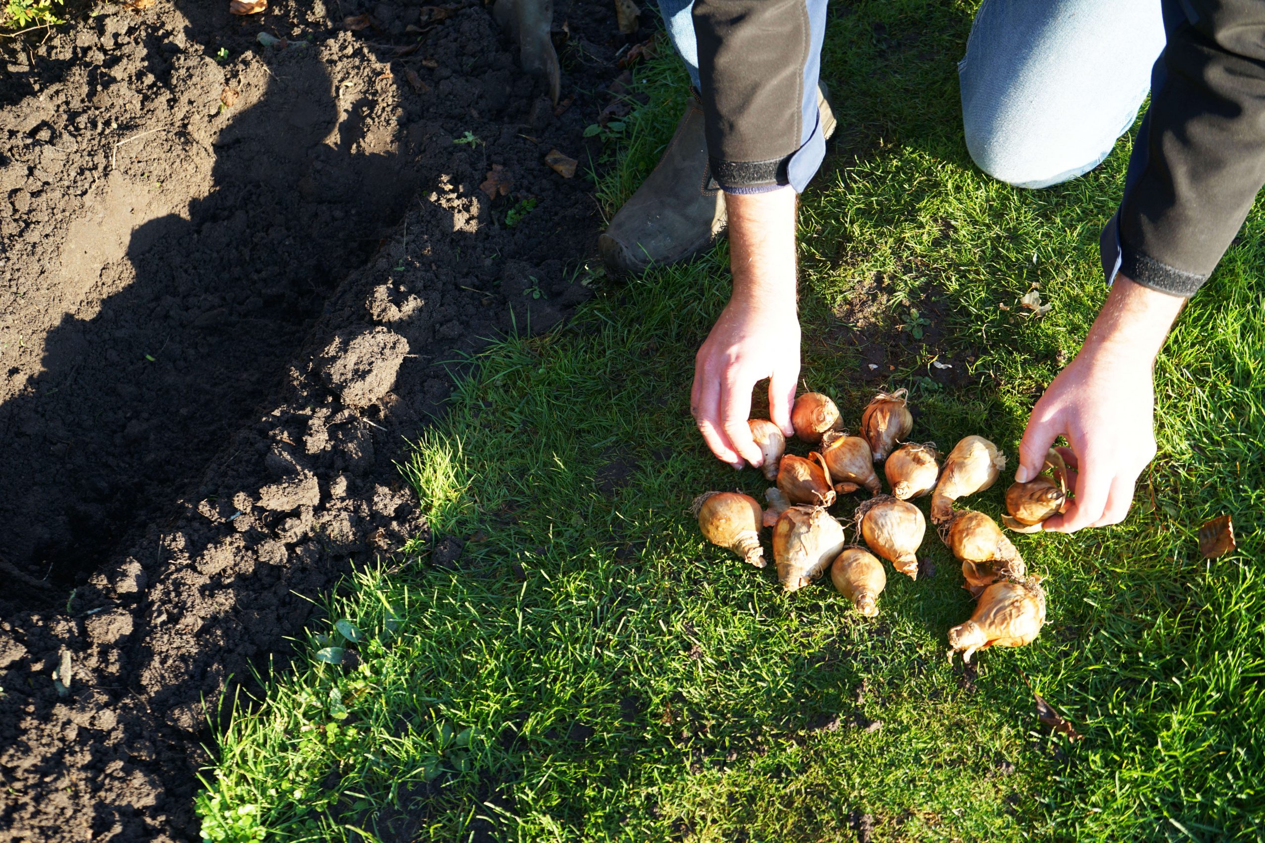 How to plant flower bulbs?