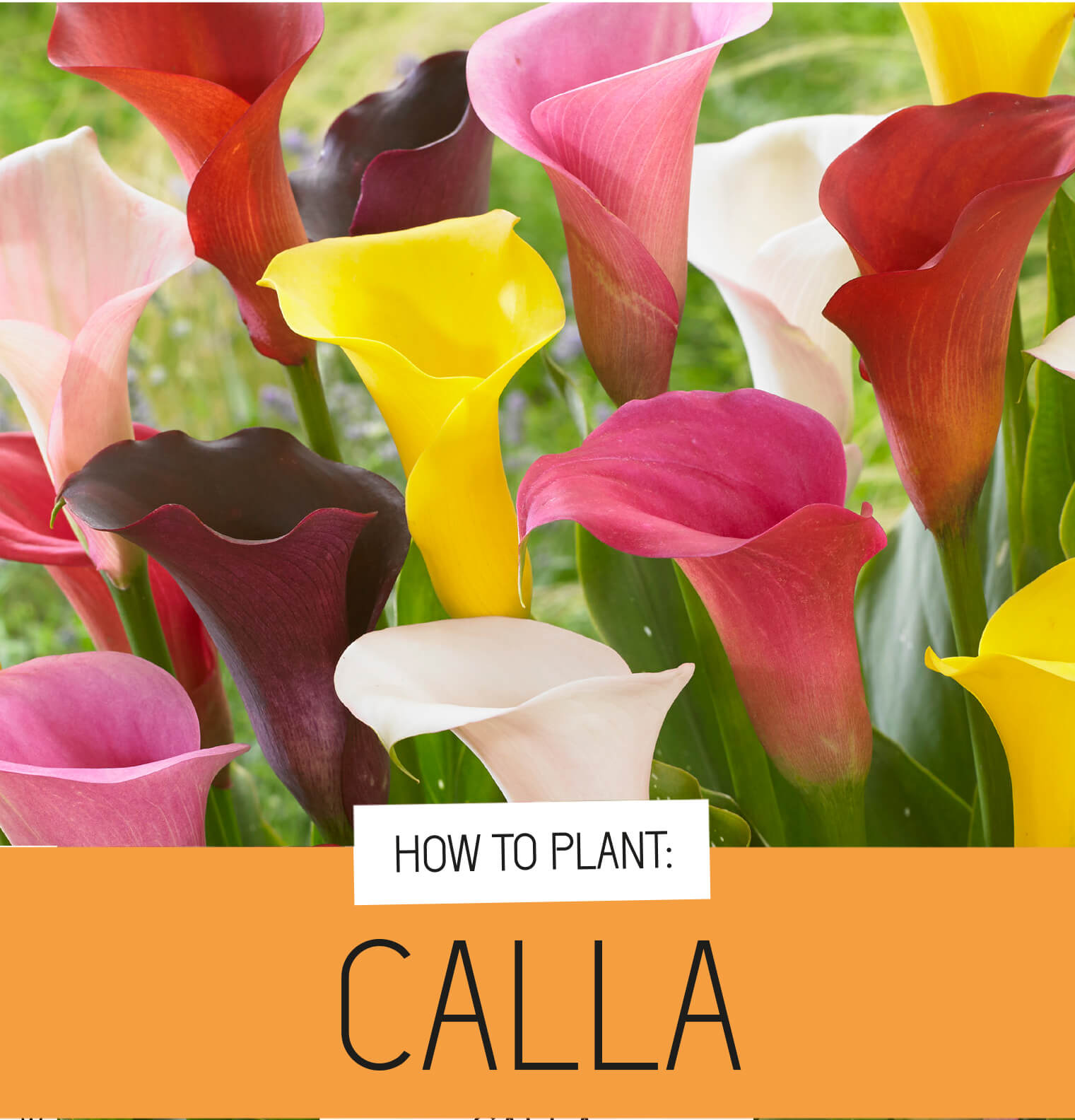 Calla Lily Bulbs