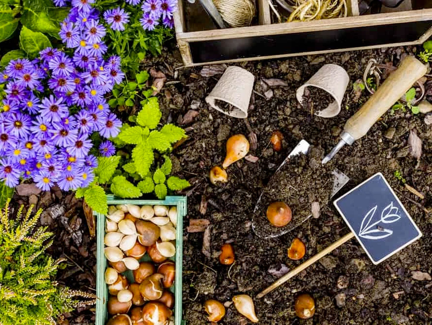flower bulbs