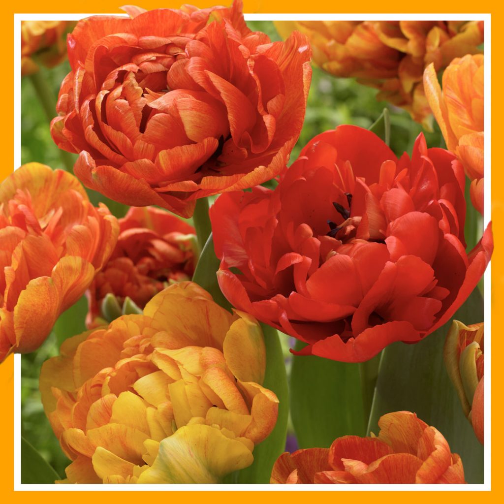 Tulip Sun Lover
