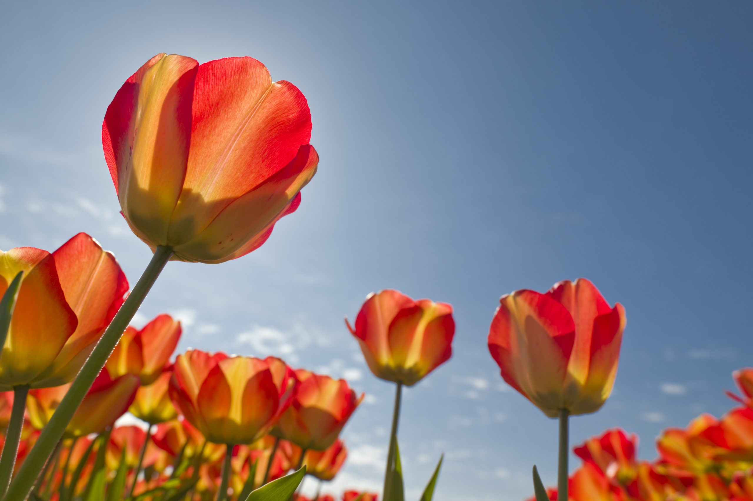flower bulbs