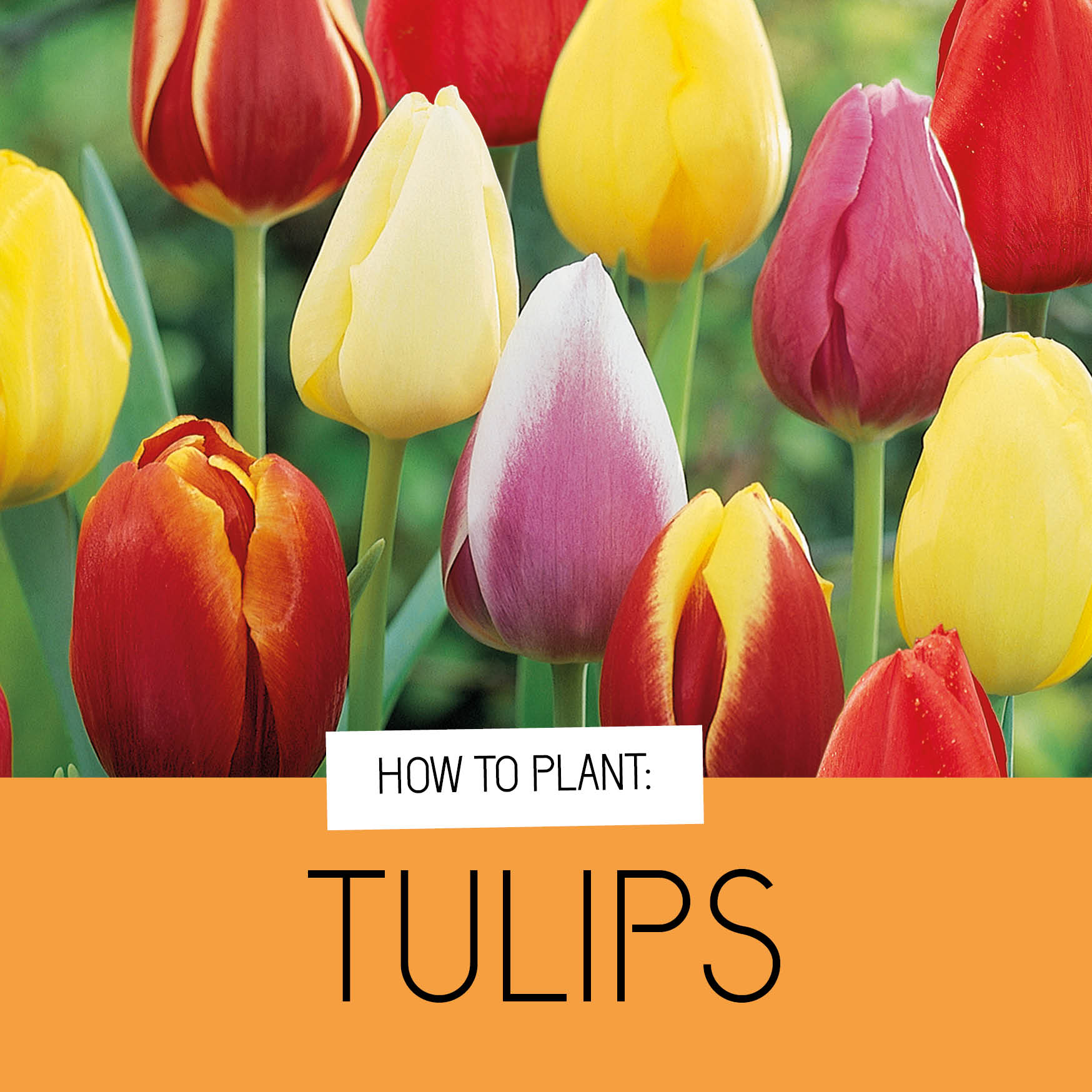 Tulips
