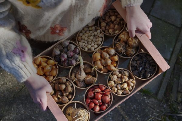 flower bulbs